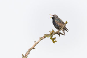 Common starling on a branch Common starling on a branch